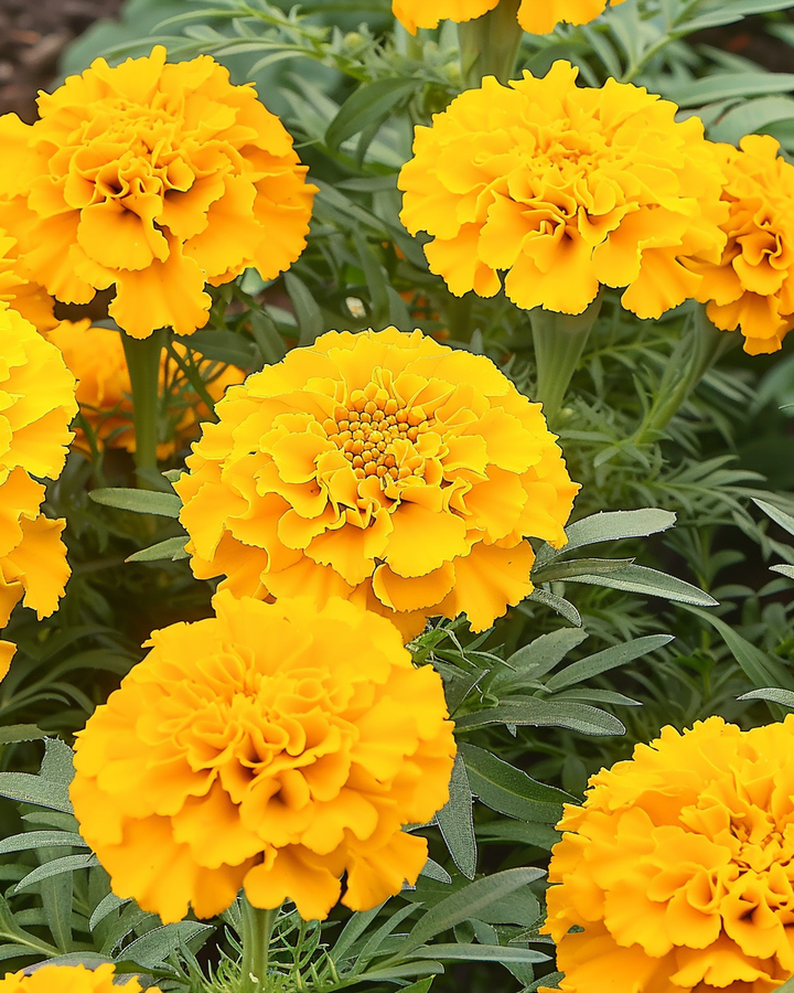 African Marigold Seeds Tagetes Erecta Golden Age Annual Flowers