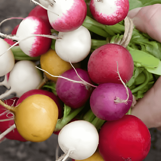Radish Mixed Round Varieties Seeds Raphanus Sativus Mix