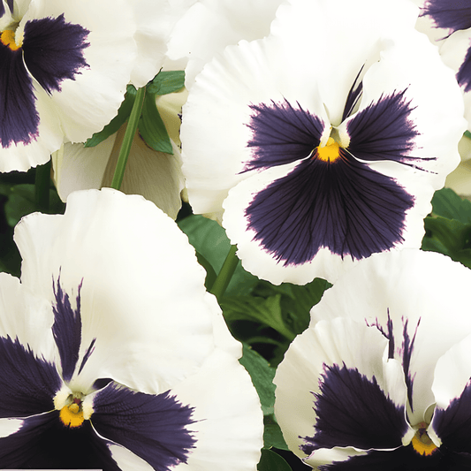 Viola Seeds Silverbride Large Flowers Viola Wittrockiana