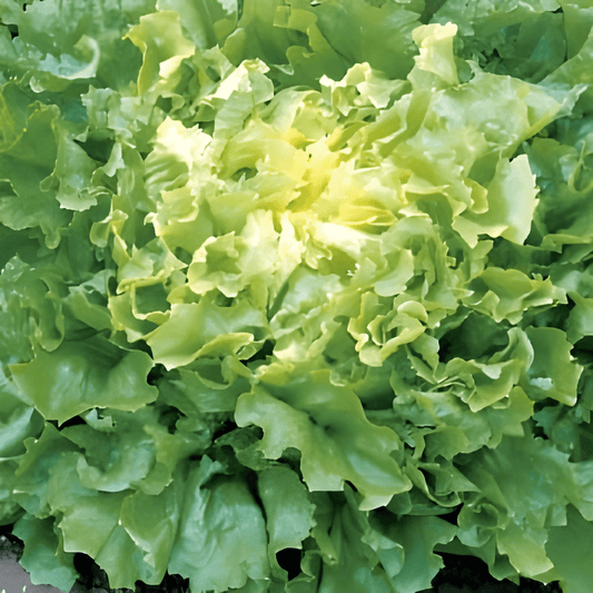 Endive Seeds Cichorium Endivia Nuance Variety For Cultivation