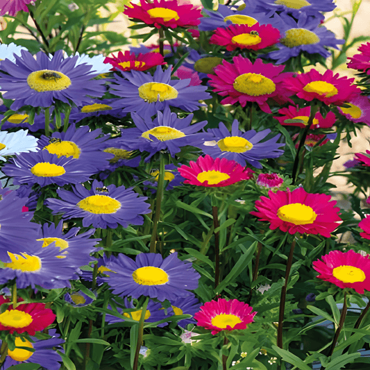 Summer Aster Seeds Callistephus Chinensis Single-Flowered Mixed
