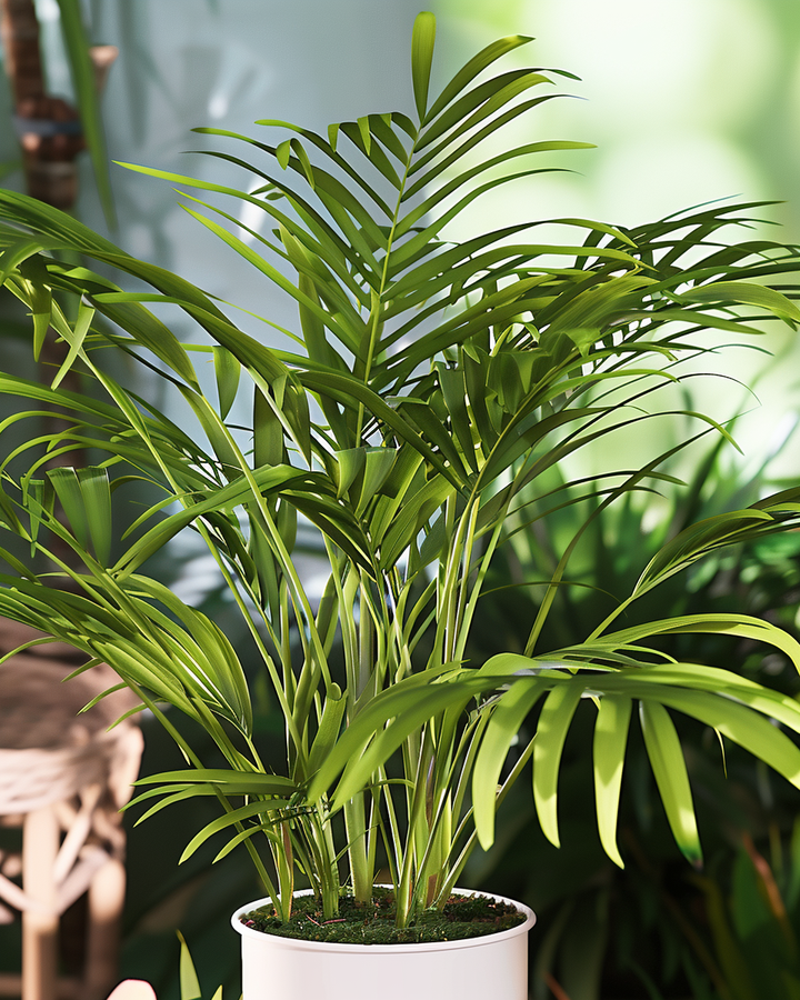 Mexican Dwarf Palm Seeds Chamaedorea Elegans Mountain Palm