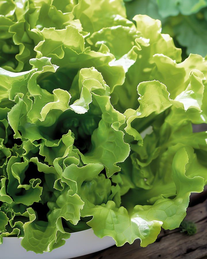 Cut-and-Come-Again Lettuce Seeds Lactuca Sativa Australian Yellow