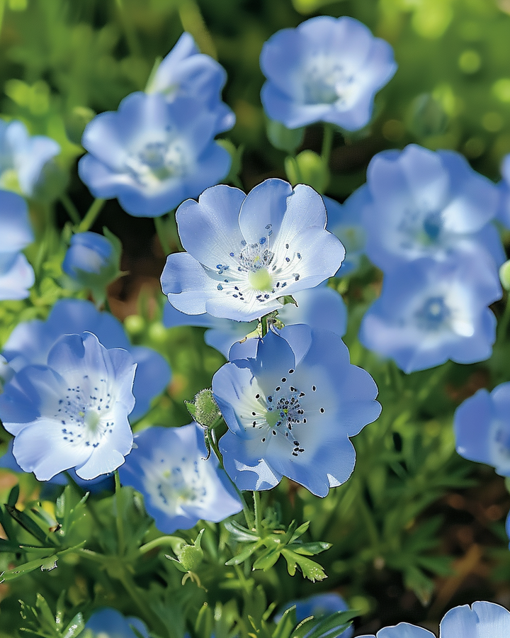 Nemophila Menziesii Nemophila Seeds Sky Blue Annual Flowers