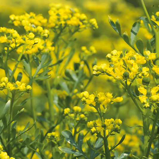 Ruta Graveolens Rue Seeds Hardy Perennial Herb Yellow Flowers