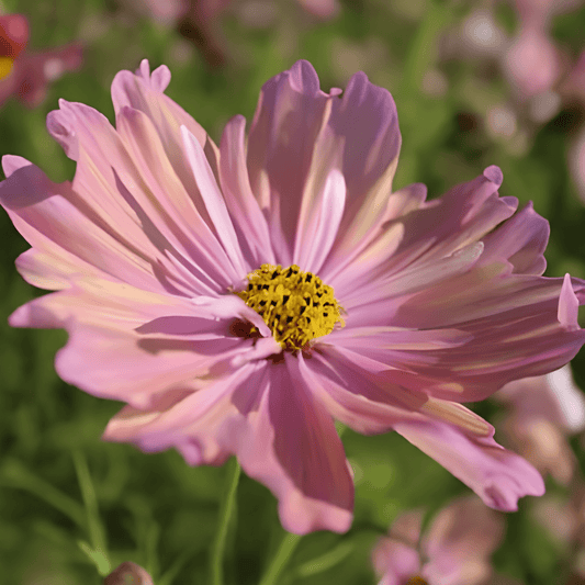 Cosmos Apricotta Seeds Cosmos Bipinnatus Soft Pink Flowers