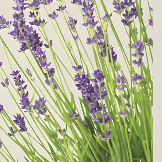 Organic True Lavender Seeds Lavandula Angustifolia Fragrant Perennial Herb