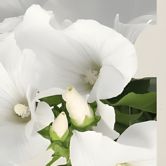 Organic Lavatera Seeds Lavatera Trimestris Cup Mallow Mont Blanc