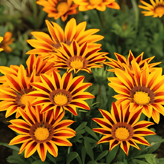 Gazania Splendens Sunshine Mixed Gazania Seeds Colorful Annual Flowers