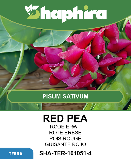 Gray Red-Flowering Peas Seeds Pisum Sativum High Yield Variety