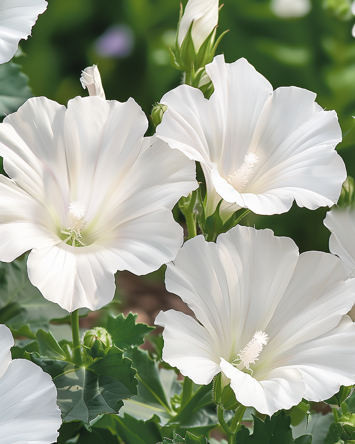 Tree Mallow Seeds Lavatera Trimestris Mont Blanc White Flowers