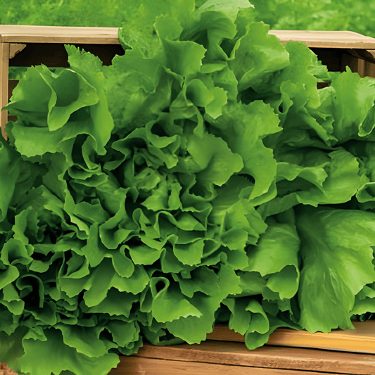 Endive Number Five Cichorium Endivia Endive Seeds For Cultivation