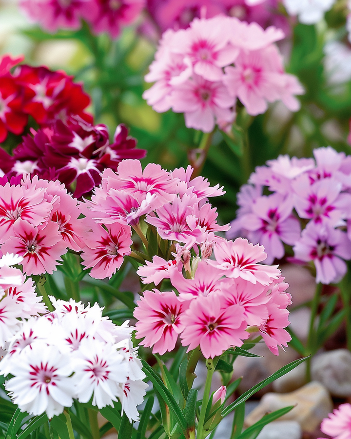 Dianthus Seeds Low Mixed Thousand Beauties Dianthus Barbatus