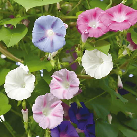 Climbing Morning Glory Seeds Ipomoea Purpurea Mixed Colors