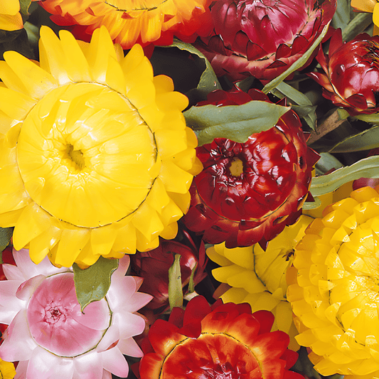 Tall Strawflower Seeds Helichrysum Bracteatum Monstrosum