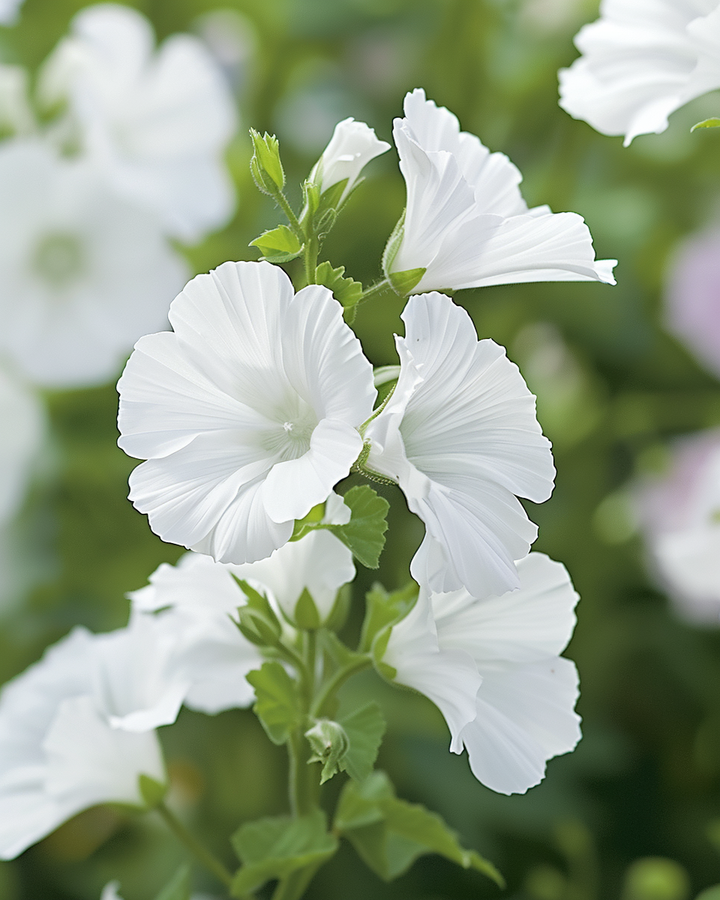 Musk Mallow Alba Malva Moschata White Flower Seeds
