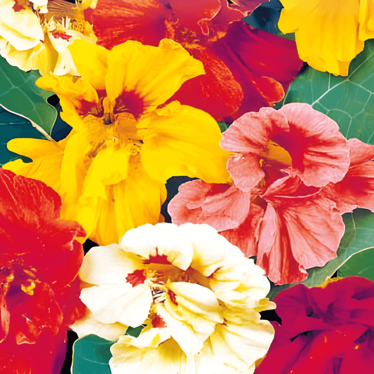 Nasturtium Seeds Tropaeolum Majus Jewel Double Flowering Annual