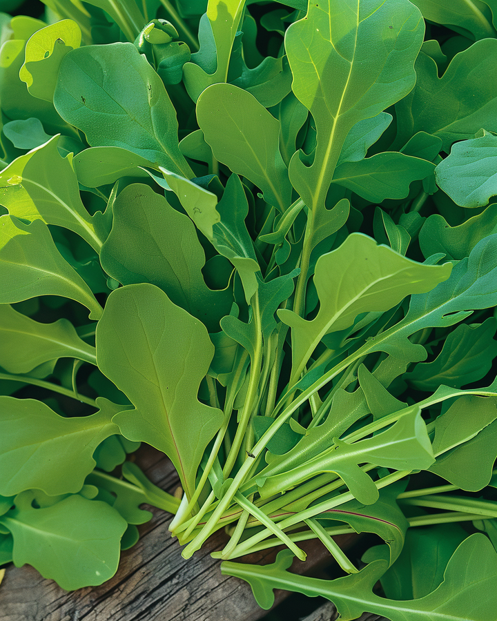 Arugula Seeds Eruca Sativa Fast Growing Spicy Leafy Vegetable Seeds