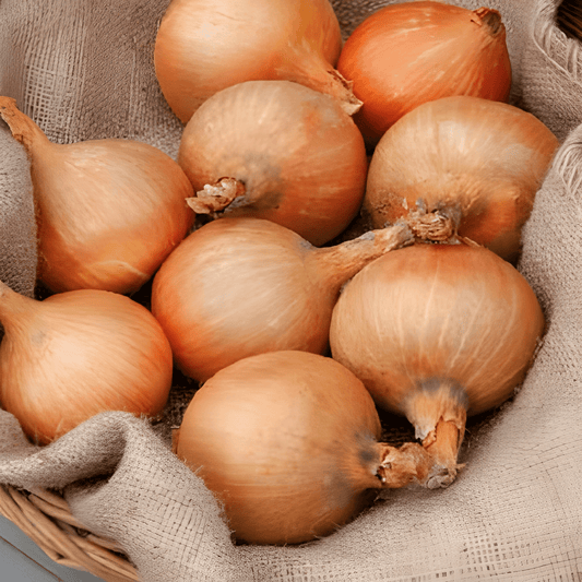 Onion Seeds Rijnsburger 5 Allium Cepa Round Yellow Bulbs