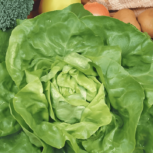 Butterhead Lettuce Seeds Lactuca Sativa Neckarreuzen Summer Diamond