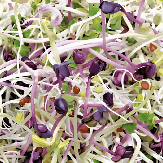 Spicy Sprouting Salad Mix Seeds Lactuca Sativa Vegetable Blend