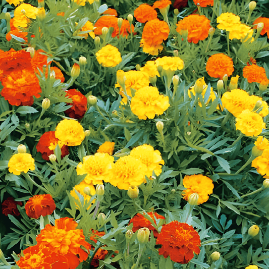 French Marigold Seeds Tagetes Patula Nana Bonita Compact Bloom