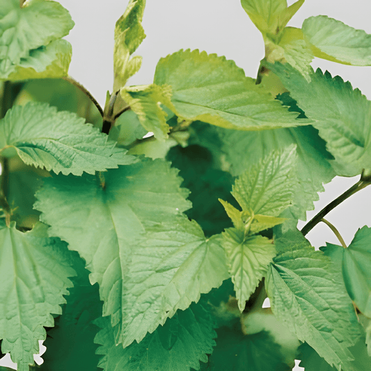 Nettle Seeds Urtica Dioica Large Leaf Perennial Herb Variety