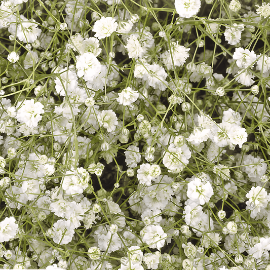 Gypsophila Seeds Gypsophila Paniculata Snow Flake Double White Flowers