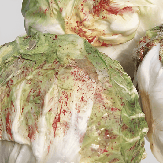 Chicory Seeds Cichorium Intybus Cicoria Di Luisa Crunchy Heads