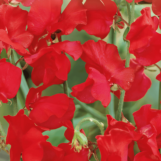 Sweet Pea Royal Family Red Seeds Lathyrus Odoratus Fragrant Flowers