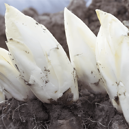 Chicory Seeds Cichorium Intybus Mechelse Middenvroeg Vegetable Variety