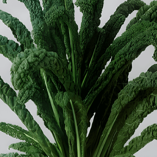 Cavolo Nero Kale Seeds Brassica Oleracea L. Vegetable Variety