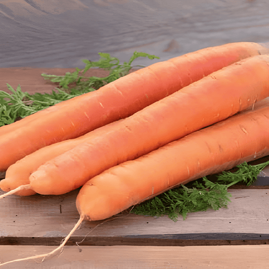Winter Carrot Berlikumer Seeds Daucus Carota Tasty Orange Roots