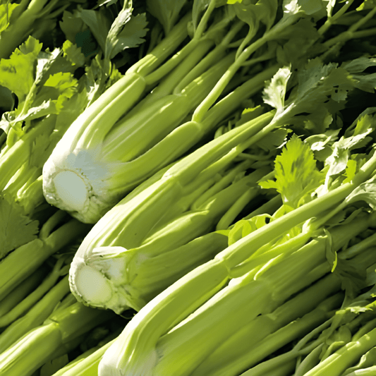 Bleach Celery Seeds Apium Graveolens Golden Yellow Self Bleaching