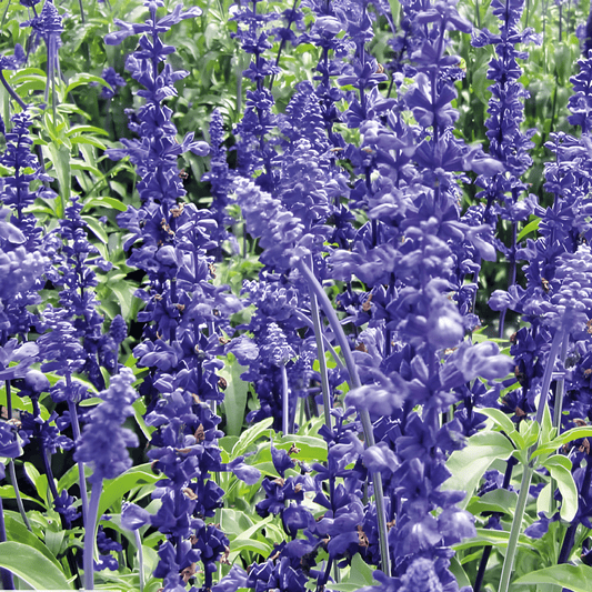 Victoria Dark Blue Salvia Farinacea Seeds For Vibrant Flowers