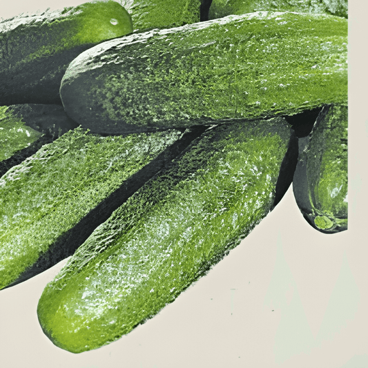 Biological Cucumber Seeds Cucumis Sativus Profi F1 High Yield