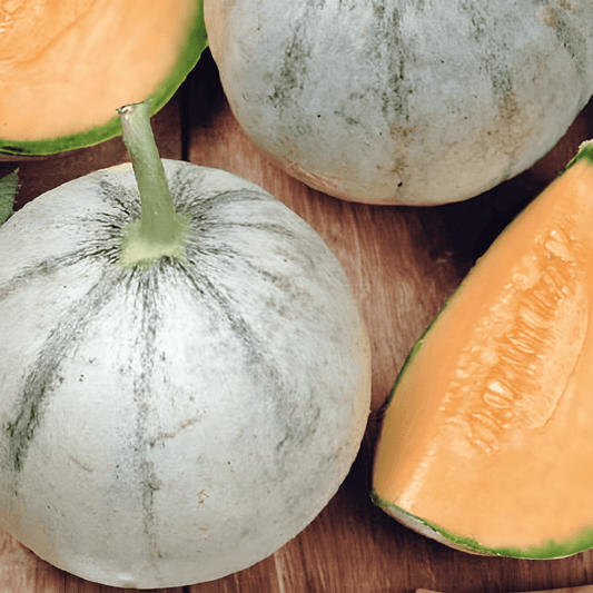 Charentais Melon Seeds Cucumis Melo Early French Variety
