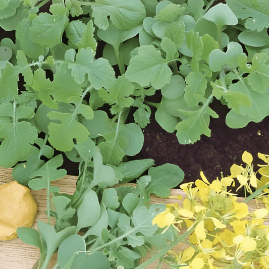 Yellow Mustard Seeds Sinapis Alba For Culinary Use