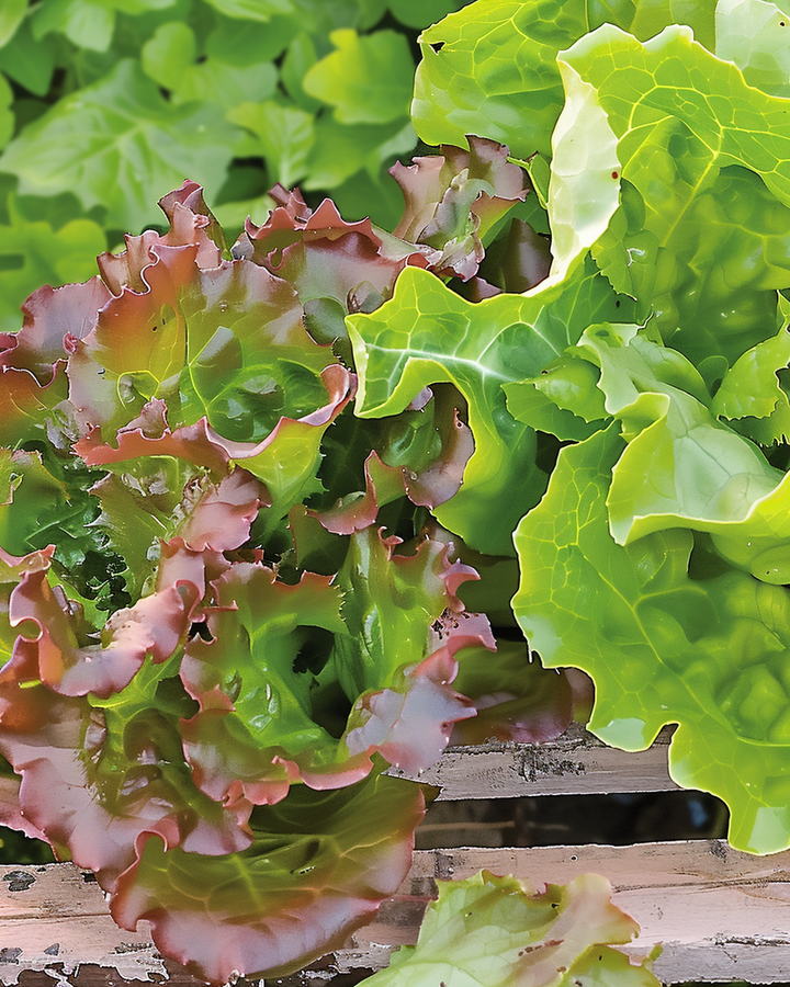Leaf Lettuce Seeds Lactuca Sativa American Red Edge Variety