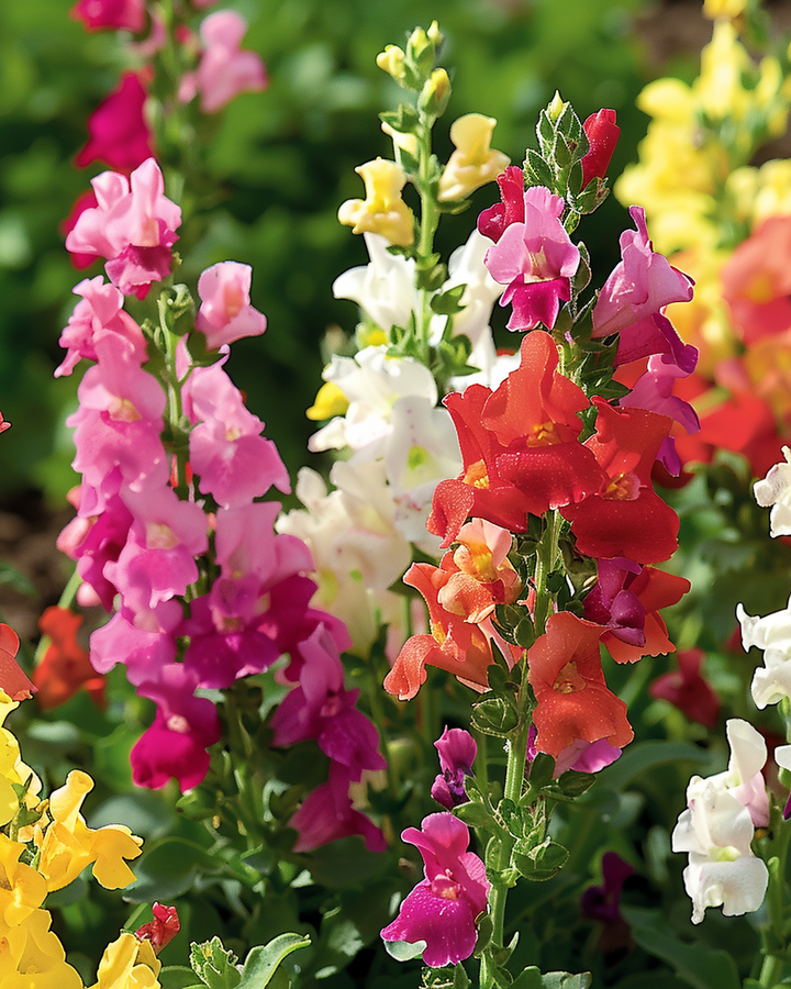 Snapdragon Tom Thumb Seeds Antirrhinum Majus Pumilum Mixed