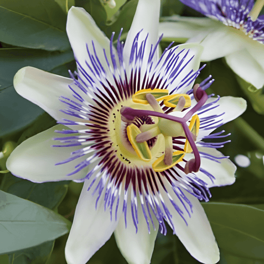 Passionflower Seeds Passiflora Caerulea Flowering Tropical Climber Seeds