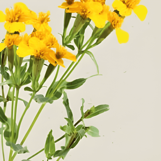 Organic Mexican Tarragon Seeds Tagetes Lucida Annual Flower