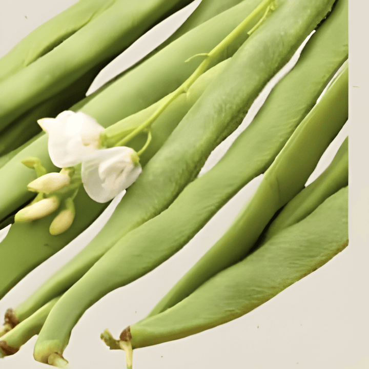 Runner Bean Seeds Phaseolus Coccineus L. Emergo Variety