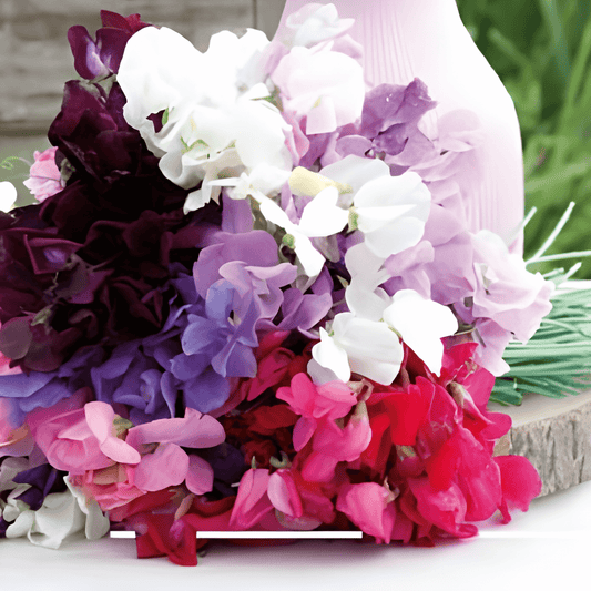Sweet Pea Seeds Lathyrus Odoratus Royal Family Mixed Colors