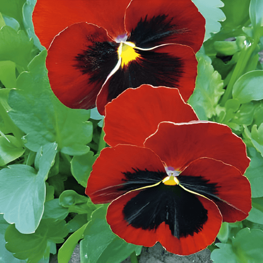 Viola Seeds Violin Sunset Red Large-flowered Viola Wittrockiana
