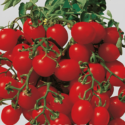 Cherry Tomato Seeds Solanum Lycopersicum Pomodoro Red Snack