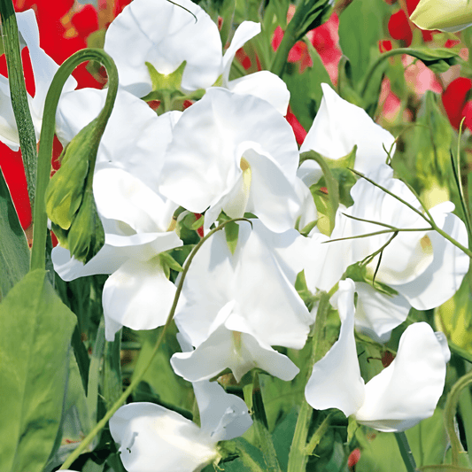 Sweet Pea Royal Family White Seeds Lathyrus Odoratus Annual Flowers