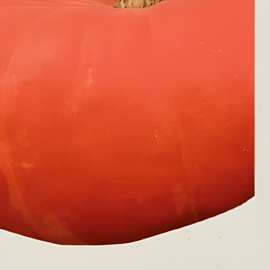 Organic Pumpkin Seeds Cucurbita Maxima Rouge Vif D’Etampes