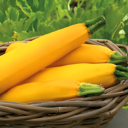 Gold Rush Courgette Seeds Cucurbita Pepo Yellow Fruit Yield