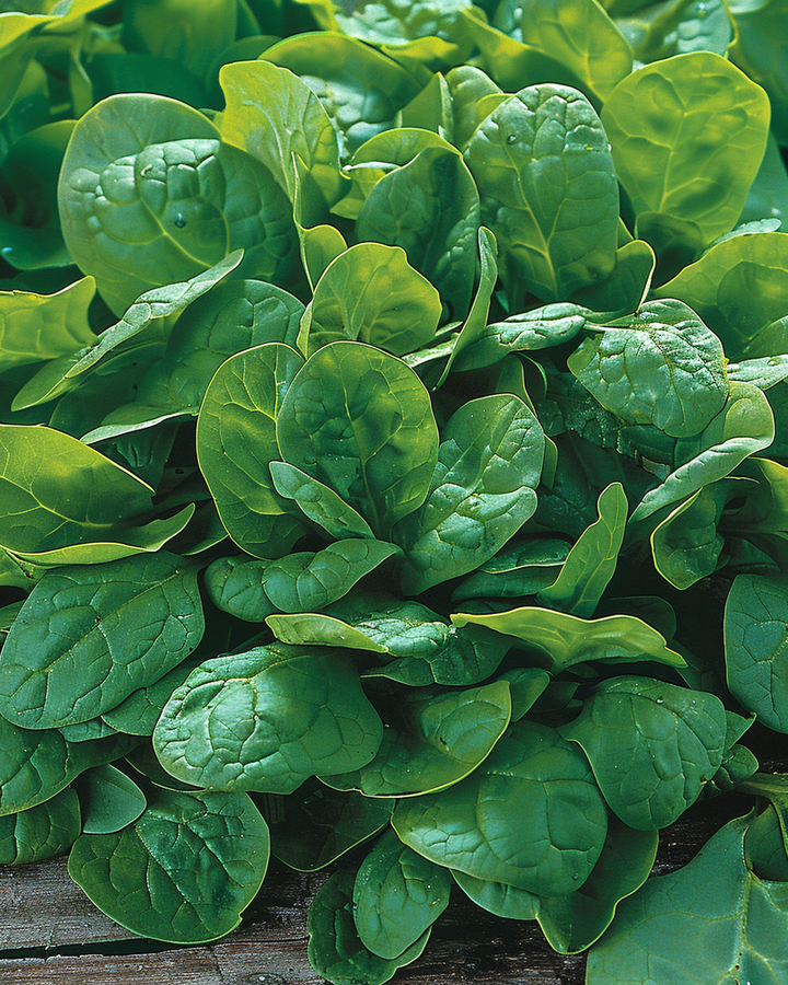 Spinach Broadleaf Sharp Seeds Spinacia Oleracea Fast Growing Variety